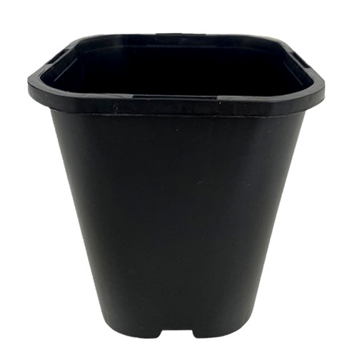Litre square plant - 1,