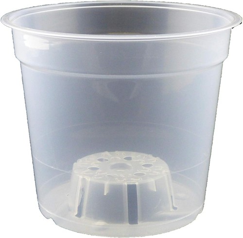 Clear orchid plant - x,