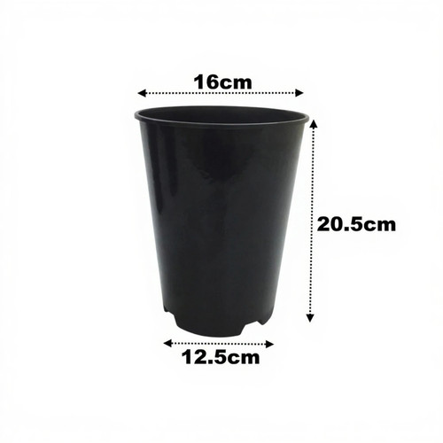 Litre deep rose - plant, pots